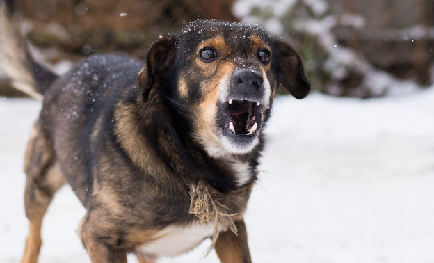 Житель Кировской области держал дома собаку, больную бешенством