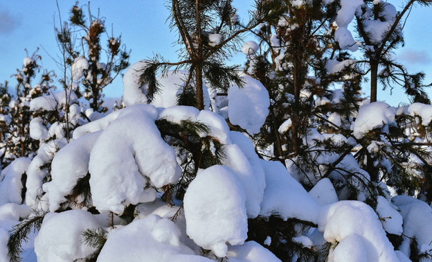 Выходные в Кирове 15 и 16 января ожидаются снежными