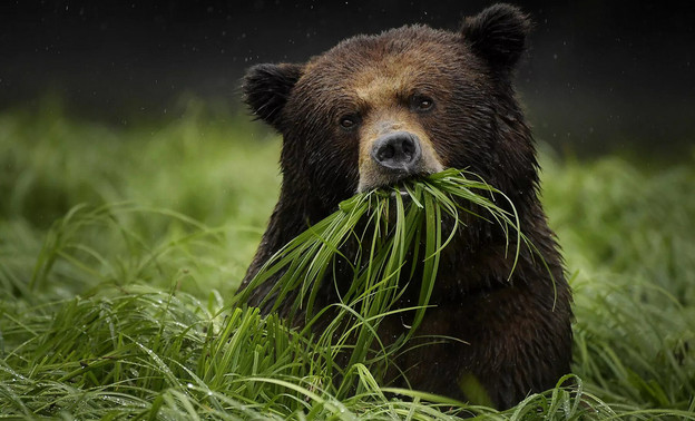 Заявления на разрешения по охоте на лося и медведя начали принимать в Кировской области