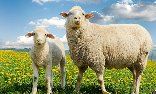 Жители Кировской области украли у односельчанки двух овец и одного ягнёнка