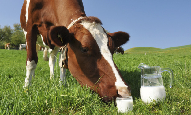 В Кировской области выросло производство молока