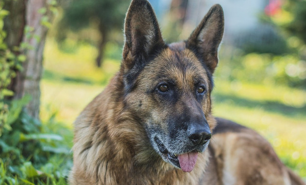 В Орлове служебная собака помогла задержать серийных воров