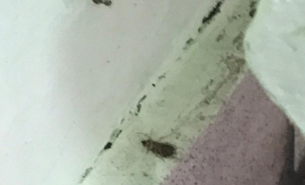 «В стаканах с чаем плавают»: в кировской школе № 27 кишат тараканы