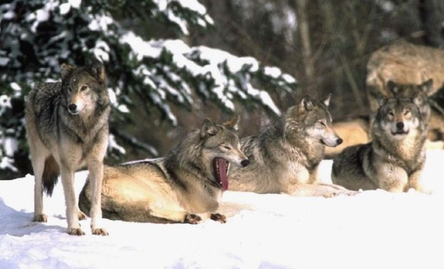 Число волков в Кировской области превысило норму