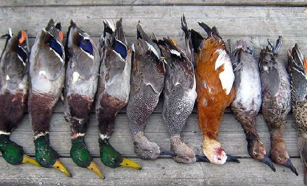 Кировских охотников просят фотографировать убитых птиц
