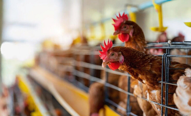 Птицефабрики в Кировской области перестанут получать сельхозподдержку из-за цен на яйца