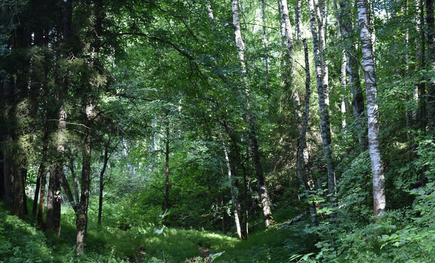 В 2022 году на охрану лесов Кировской области выделили 100 миллионов рублей
