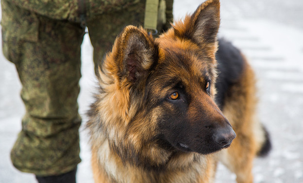 Кировские школы перед линейками в День знаний обследуют со служебными собаками