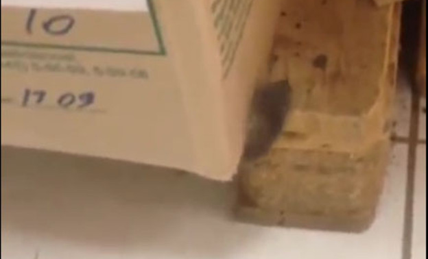 В одном из кировских магазинов завелись мыши (ВИДЕО)