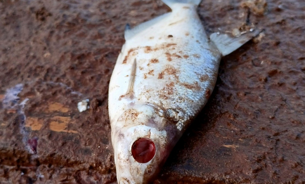 Рыба сдохла, хвост облез: как выглядит Филейский затон после сброса в него канализационных стоков