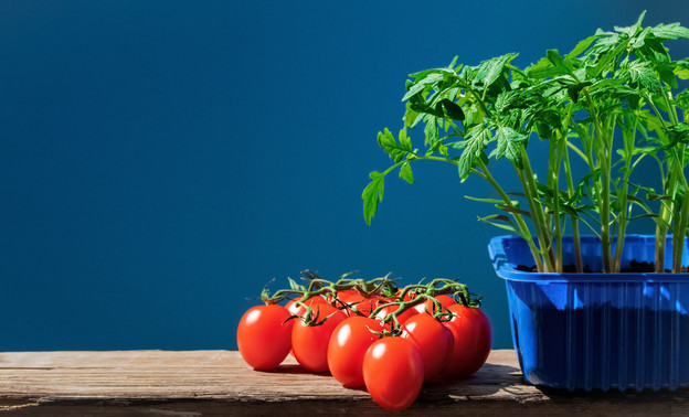 Как вырастить крепкую рассаду помидоров?