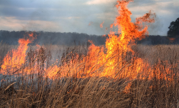 В Кировской области начала гореть трава
