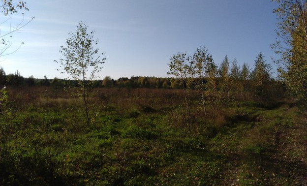 В лесах Кировской области разыскивают четырех грибников