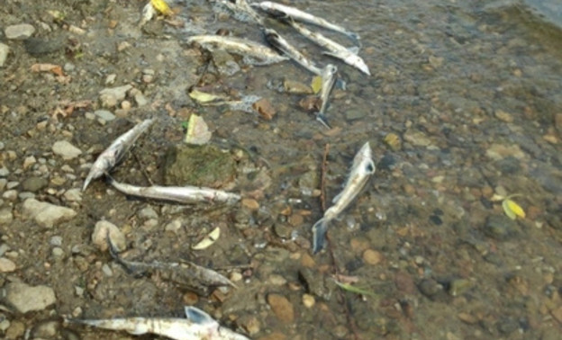 «Берег усыпан мёртвой стерлядью»: на Вятке в Вятских Полянах массово гибнет рыба