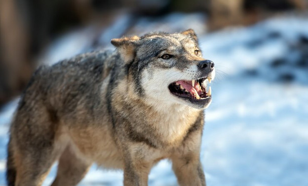 В Кировской области с начала 2023 года убили 242 волка
