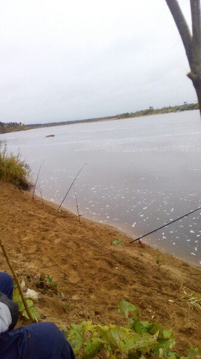 Жор килограммовых окуней и новое загрязнение Пижмы. Еженедельный отчёт с рыбалки в Кировской области