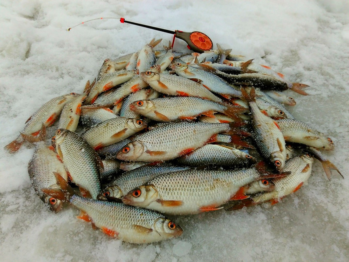 Сноукайтинг на Вятке и поимка трофейного хариуса. Еженедельный отчёт о рыбалке в Кировской области