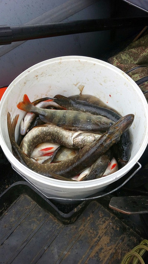 Новости с водоёмов. Большой отчёт с рыбалки кировчан в выходные 19 - 20 августа. Фото и видео