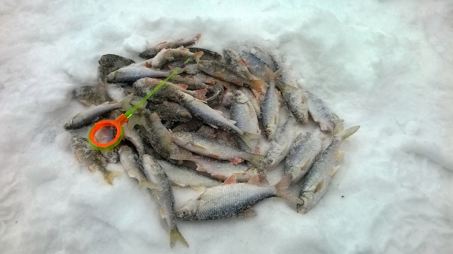 Сноукайтинг на Вятке и поимка трофейного хариуса. Еженедельный отчёт о рыбалке в Кировской области