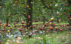 В Кирове раздавили 120 килограммов санкционных яблок