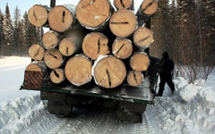 В Кировской области перед судом предстанет «чёрный лесоруб», «срубивший» около 6 миллионов рублей