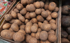 Сельхозпроизводителям, выращивающим овощи и картофель в Кировской области, помогут деньгами