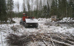 В Шабалинском районе от падения дерева погиб лесозаготовитель