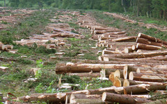 Трое жителей Кировской области незаконно вырубили лес на 3,5 миллиона рублей