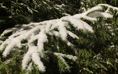 В Кировской области ожидаются заморозки и снег