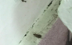 «В стаканах с чаем плавают»: в кировской школе № 27 кишат тараканы