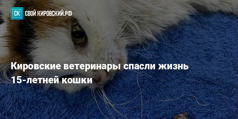 ветврач на дом кошке. ветеринар на дом. ветврач на дом кошке. ветврач на дом кошке. собака врач.