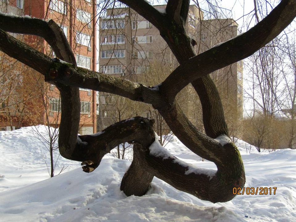 Это может самое удивительное дерево Кирова?