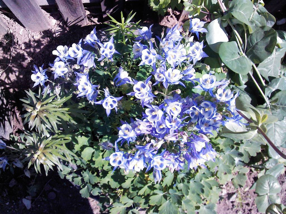 Чудесные голубые цветы