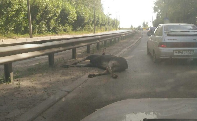 Девушка и лось секс. Смотреть девушка и лось секс онлайн и скачать на телефон