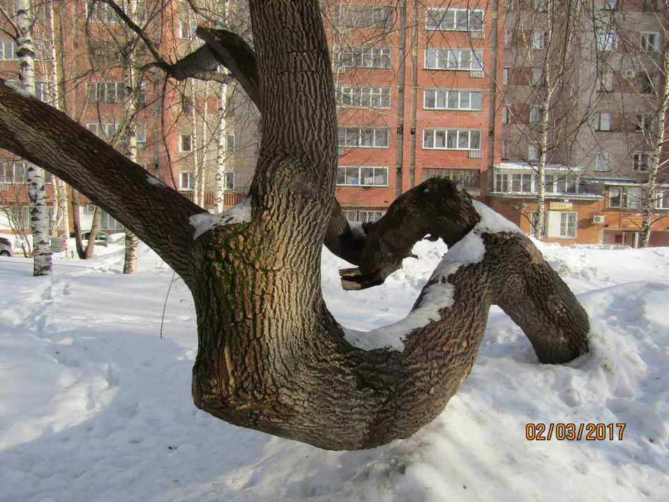 Это может самое удивительное дерево Кирова?