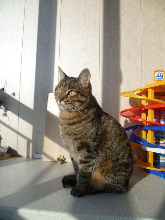 страна кошек киров. г. кошки в кирове. кошки в кирове. котята киров.