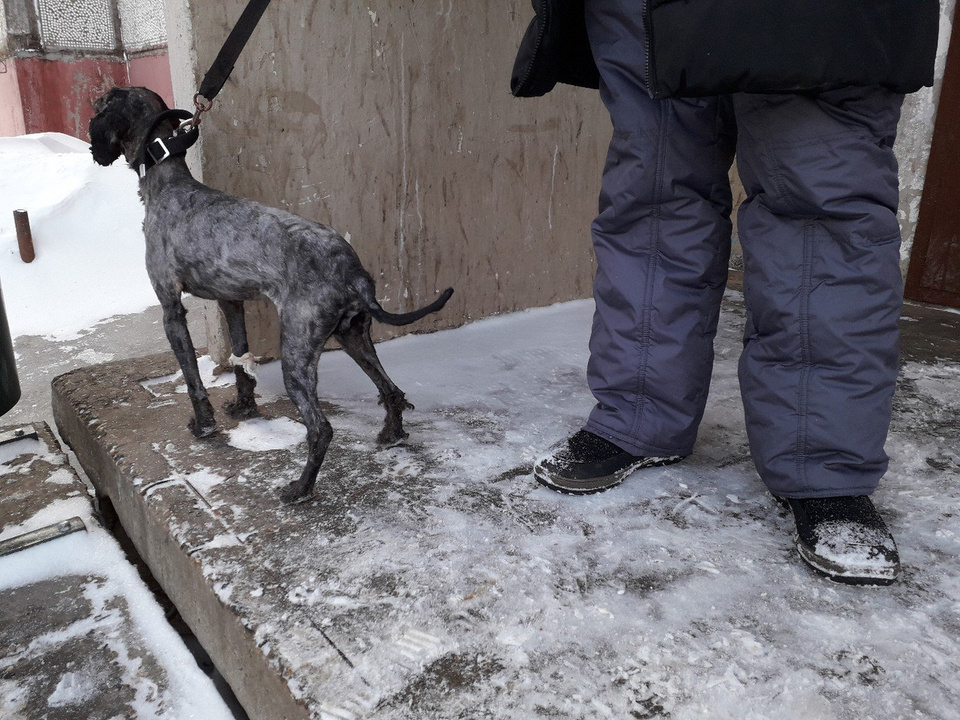 Стрижка собак в котельниче