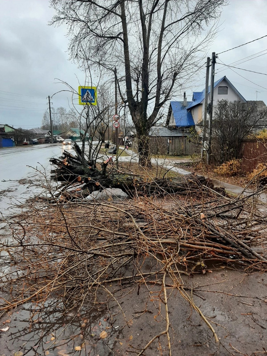 Фото Поваленных Деревьев