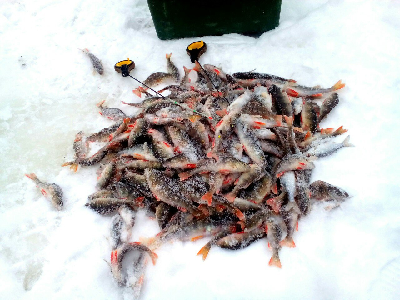 Капризная рыба, или глухозимье продолжается. Еженедельный отчёт с рыбалки в Кировской области