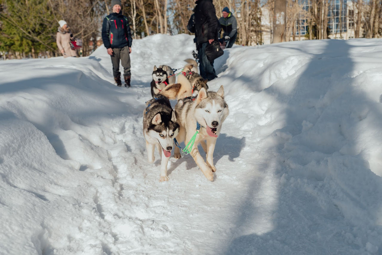 Катание на собачьих упряжках и бои на мешках: как кировчане проводили зиму