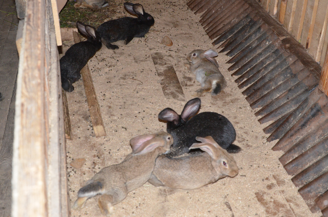 В Кировской области заключенные успешно выращивают кроликов
