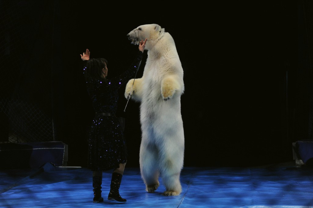 «У цирка нет возраста». Киров - четвертый город, который увидит «Шоу белых медведей»