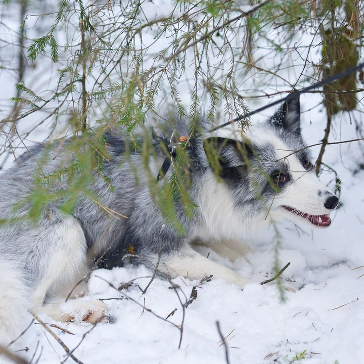 В Кирове потерялся домашний лис белого окраса