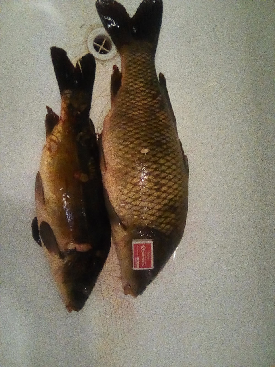 Рыбалка «на огурцы» и трофейная щука. Еженедельный отчёт с кировских водоёмов