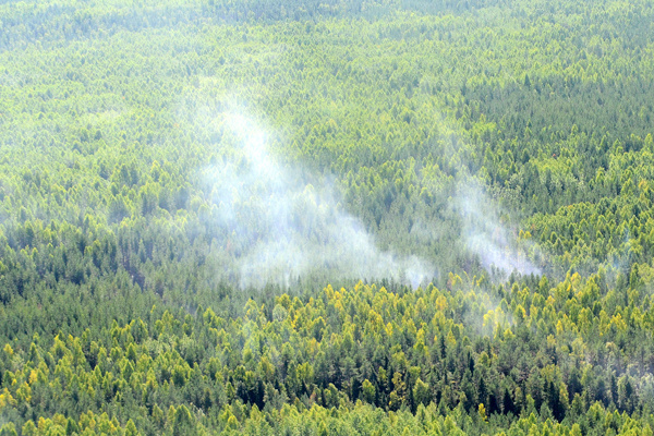 Пожар леса фото