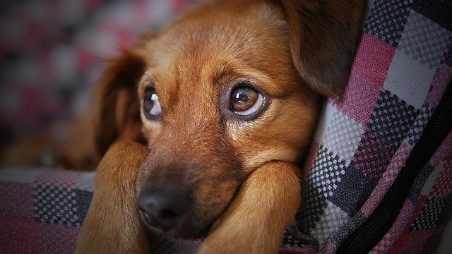 В Госдуму внесли законопроект об обязательной регистрации домашних животных