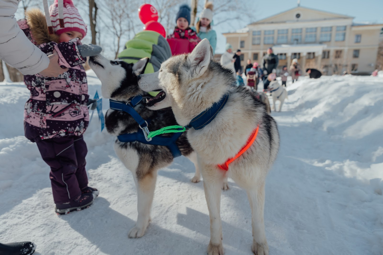 Катание на собачьих упряжках и бои на мешках: как кировчане проводили зиму