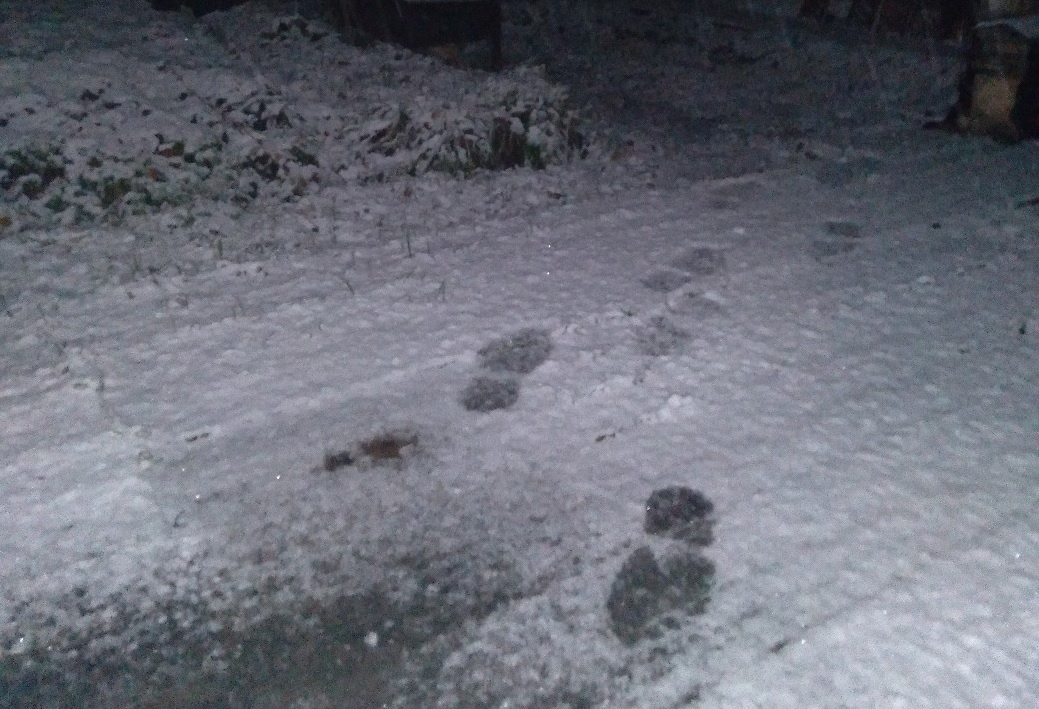 Снежок 1 выпавший ночью. Выпал первый снег. Первый снег Киров. Выпал первый снег картинки. Снег в Кирове.