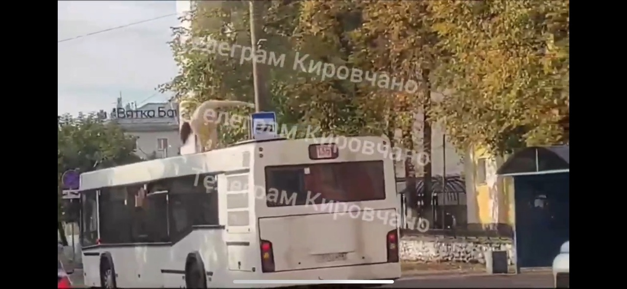 Абсолютно голая девушка станцевала на крыше автобуса в центре Кирова