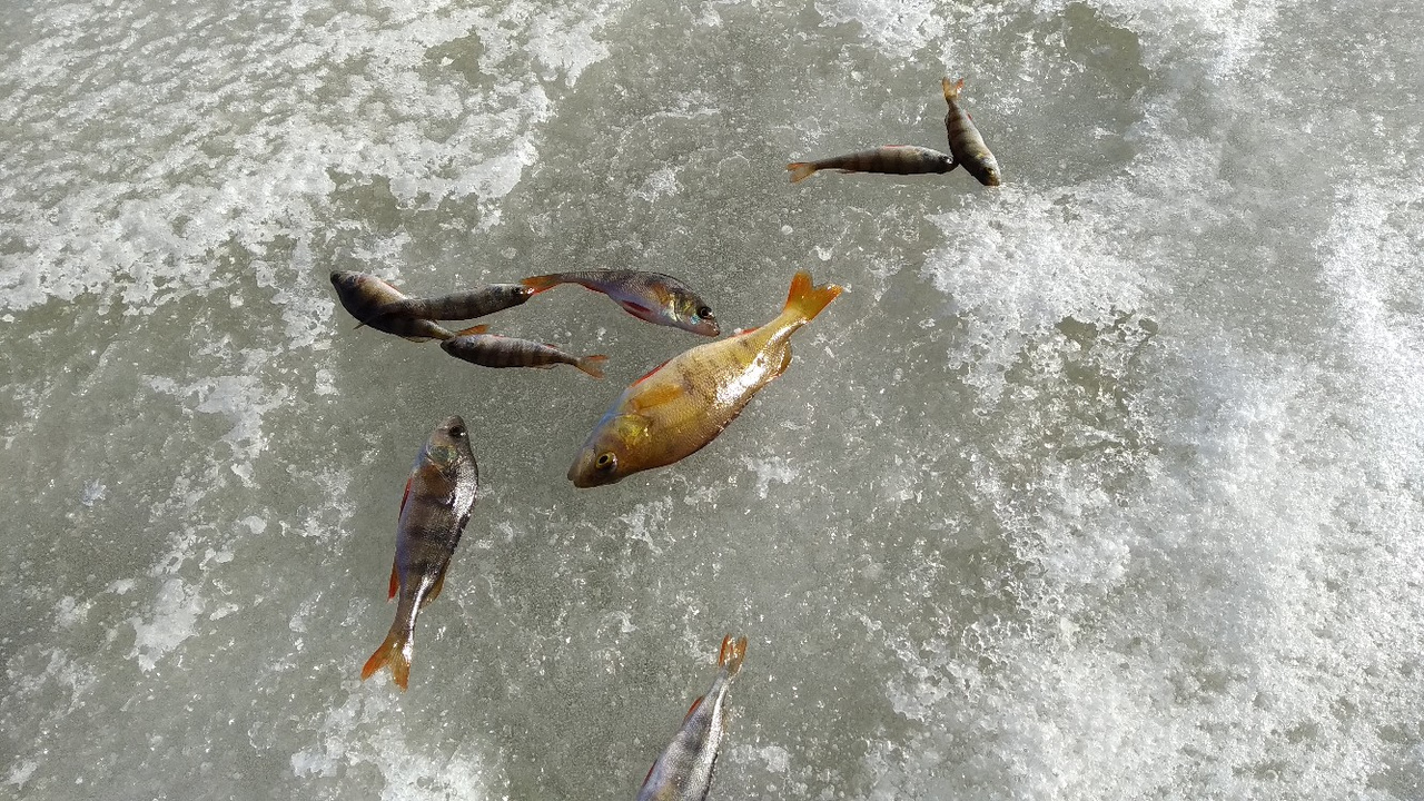 В поисках рыбы и надёжного льда. Еженедельный отчёт с кировских водоёмов